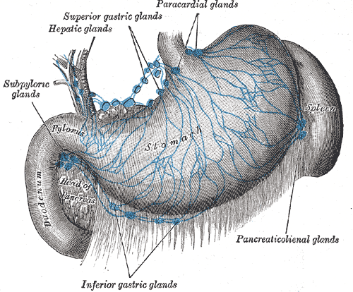 Hepatic lymph nodes